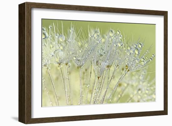 Dandelion Dew I-Cora Niele-Framed Photographic Print