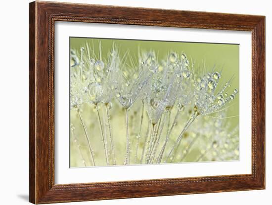 Dandelion Dew I-Cora Niele-Framed Photographic Print