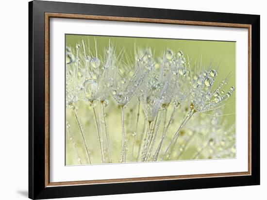 Dandelion Dew I-Cora Niele-Framed Photographic Print