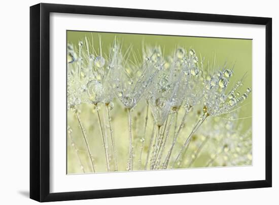 Dandelion Dew I-Cora Niele-Framed Photographic Print