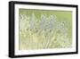 Dandelion Dew I-Cora Niele-Framed Photographic Print
