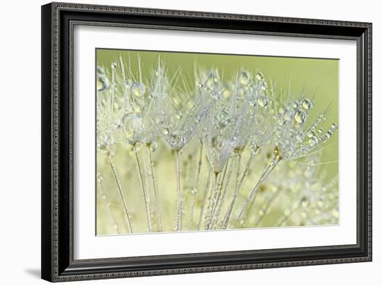 Dandelion Dew I-Cora Niele-Framed Photographic Print