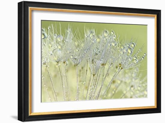 Dandelion Dew I-Cora Niele-Framed Photographic Print