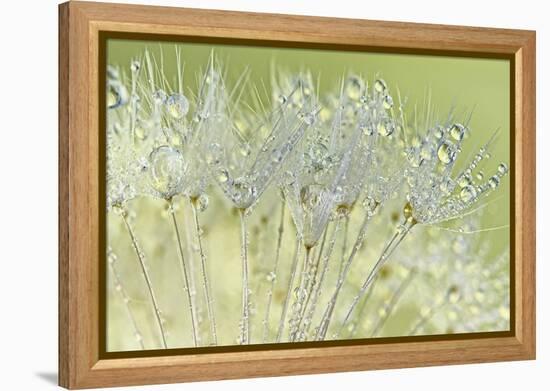 Dandelion Dew I-Cora Niele-Framed Premier Image Canvas