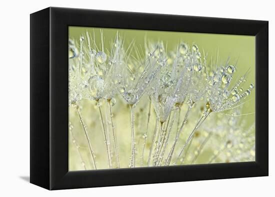 Dandelion Dew I-Cora Niele-Framed Premier Image Canvas