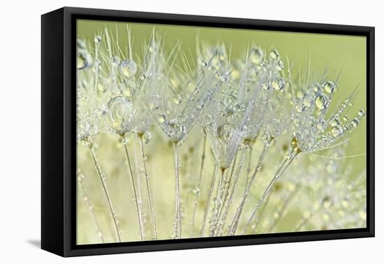 Dandelion Dew I-Cora Niele-Framed Premier Image Canvas