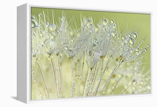 Dandelion Dew I-Cora Niele-Framed Premier Image Canvas