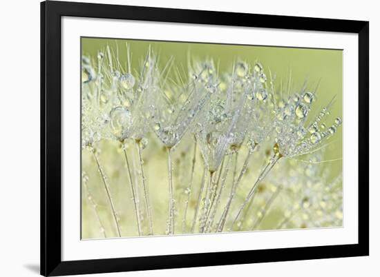 Dandelion Dew I-Cora Niele-Framed Photographic Print