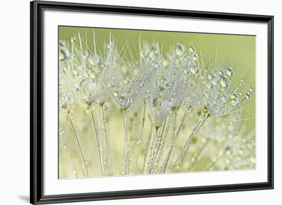 Dandelion Dew I-Cora Niele-Framed Photographic Print