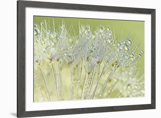 Dandelion Dew I-Cora Niele-Framed Photographic Print