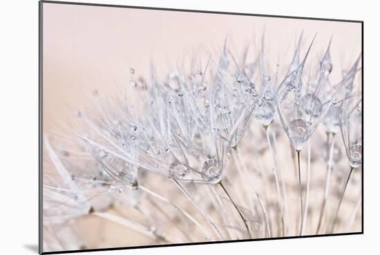 Dandelion Dew II-Cora Niele-Mounted Photographic Print