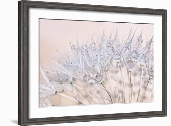 Dandelion Dew II-Cora Niele-Framed Photographic Print