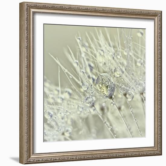 Dandelion Dew III-Cora Niele-Framed Photographic Print