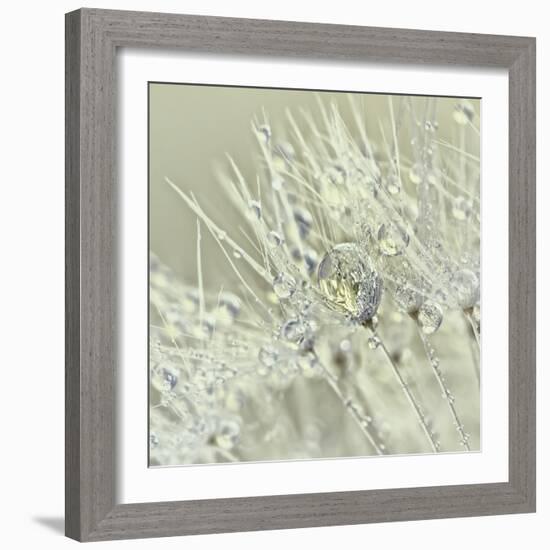 Dandelion Dew III-Cora Niele-Framed Photographic Print