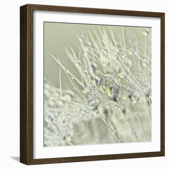 Dandelion Dew III-Cora Niele-Framed Photographic Print