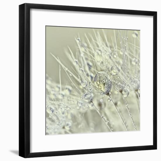 Dandelion Dew III-Cora Niele-Framed Photographic Print