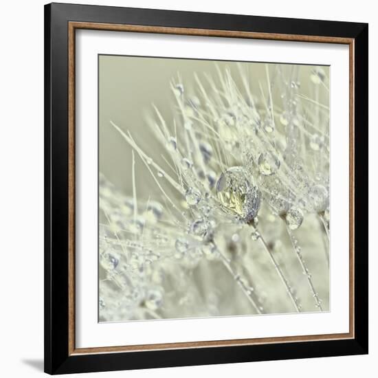 Dandelion Dew III-Cora Niele-Framed Photographic Print