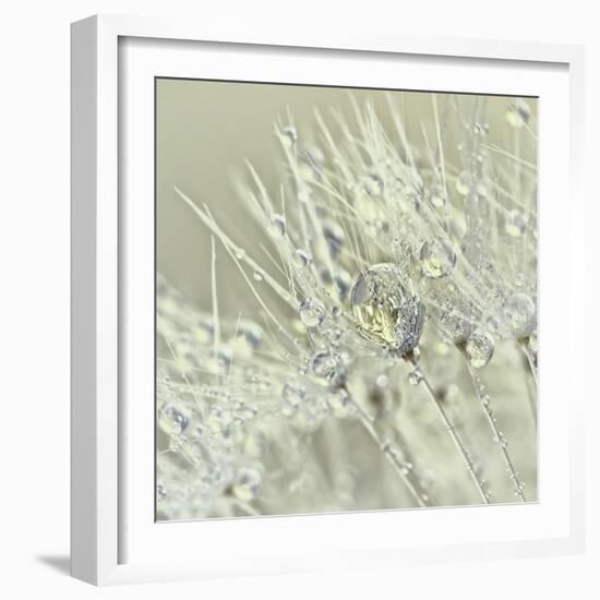 Dandelion Dew III-Cora Niele-Framed Photographic Print
