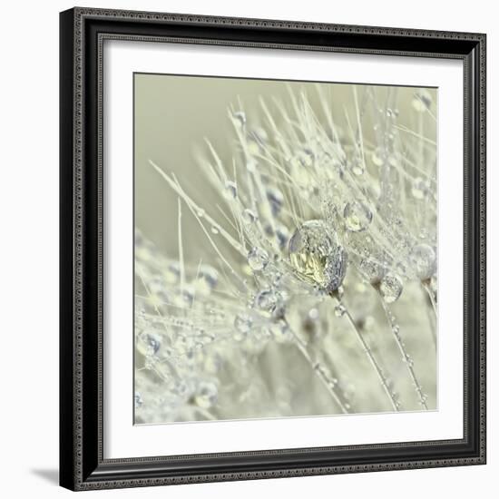 Dandelion Dew III-Cora Niele-Framed Photographic Print