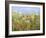 Dandelion Dust-Allan Friedlander-Framed Art Print