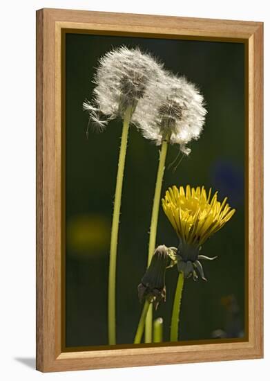 Dandelion Flowers and Seed-Heads ("Clocks')-null-Framed Premier Image Canvas