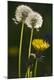 Premium Photographic Print