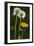 Dandelion Flowers and Seed-Heads ("Clocks')-null-Framed Photographic Print