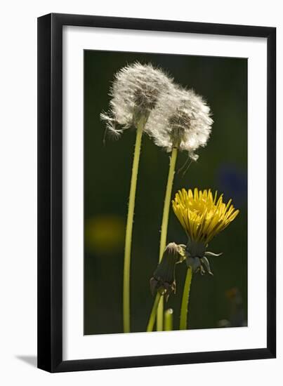 Dandelion Flowers and Seed-Heads ("Clocks')-null-Framed Photographic Print
