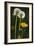 Dandelion Flowers and Seed-Heads ("Clocks')-null-Framed Photographic Print