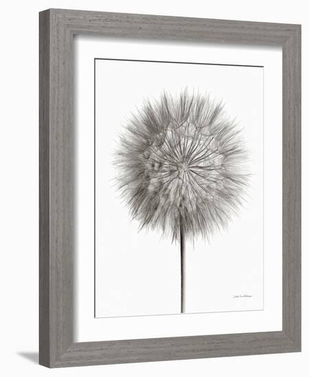 Dandelion Fluff on White-Debra Van Swearingen-Framed Art Print