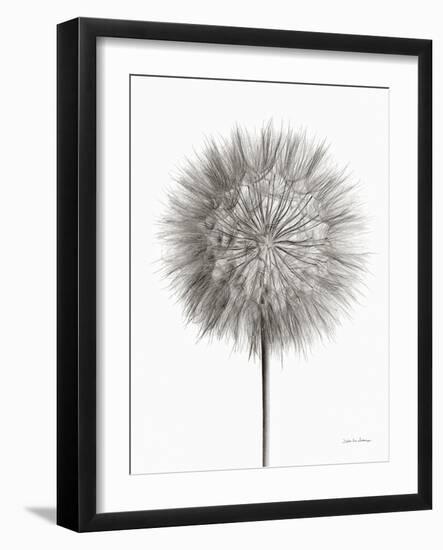 Dandelion Fluff on White-Debra Van Swearingen-Framed Art Print