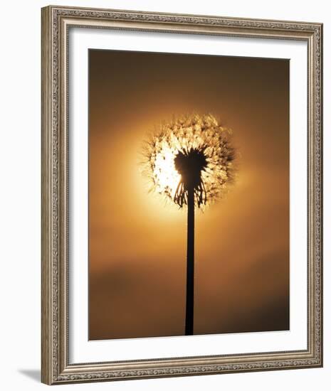 Dandelion Glow-Andreas Stridsberg-Framed Giclee Print