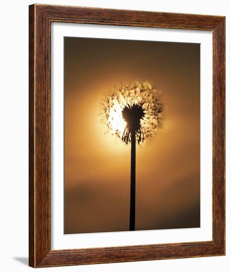 Dandelion Glow-Andreas Stridsberg-Framed Giclee Print