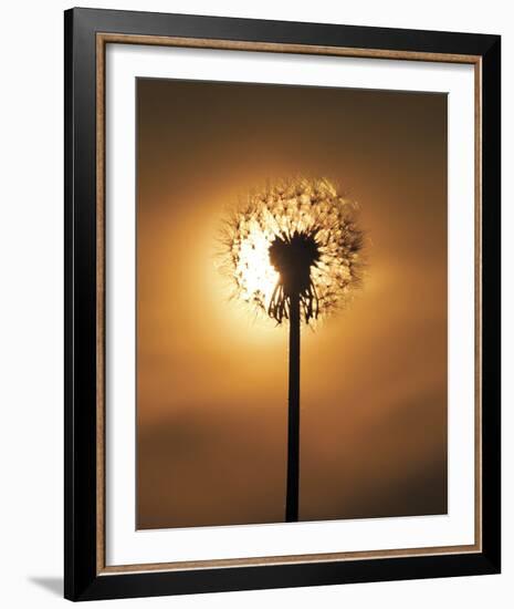 Dandelion Glow-Andreas Stridsberg-Framed Giclee Print