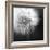 Dandelion Haze B+W-Andreas Stridsberg-Framed Giclee Print