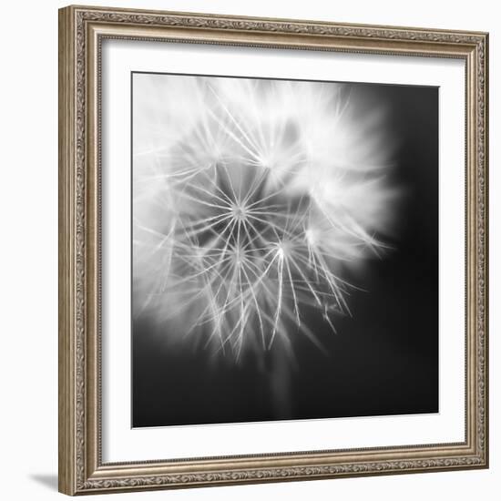 Dandelion Haze B+W-Andreas Stridsberg-Framed Giclee Print