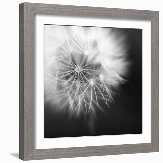 Dandelion Haze B+W-Andreas Stridsberg-Framed Giclee Print