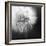 Dandelion Haze B+W-Andreas Stridsberg-Framed Giclee Print