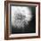 Dandelion Haze B+W-Andreas Stridsberg-Framed Giclee Print