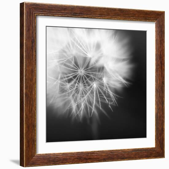 Dandelion Haze B+W-Andreas Stridsberg-Framed Giclee Print