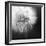 Dandelion Haze B+W-Andreas Stridsberg-Framed Giclee Print