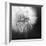 Dandelion Haze B+W-Andreas Stridsberg-Framed Giclee Print