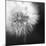 Dandelion Haze B+W-Andreas Stridsberg-Mounted Giclee Print