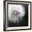 Dandelion Haze B+W-Andreas Stridsberg-Framed Giclee Print