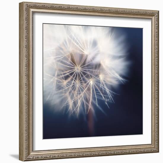 Dandelion Haze-Andreas Stridsberg-Framed Giclee Print