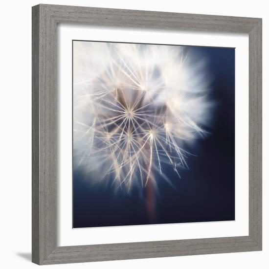 Dandelion Haze-Andreas Stridsberg-Framed Giclee Print