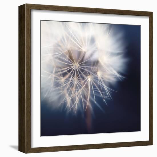 Dandelion Haze-Andreas Stridsberg-Framed Giclee Print