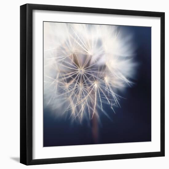 Dandelion Haze-Andreas Stridsberg-Framed Giclee Print