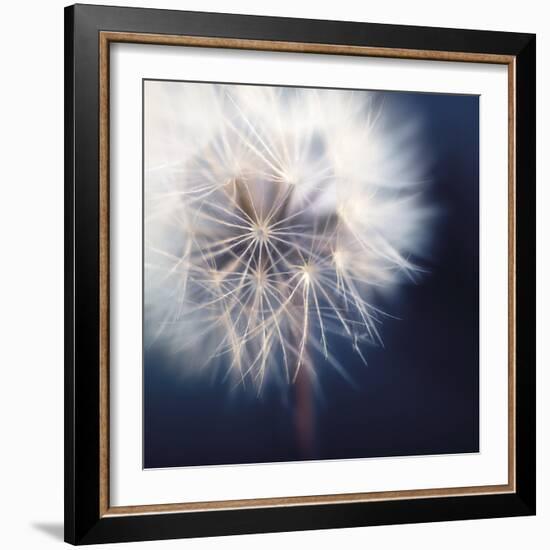 Dandelion Haze-Andreas Stridsberg-Framed Giclee Print