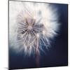 Dandelion Haze-Andreas Stridsberg-Mounted Giclee Print